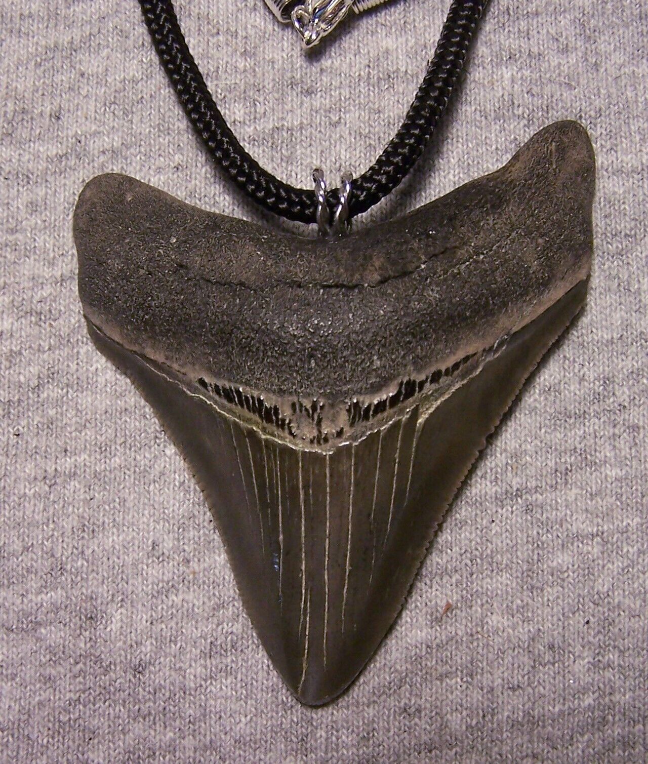 Megalodon shark tooth necklace 2 3/4\