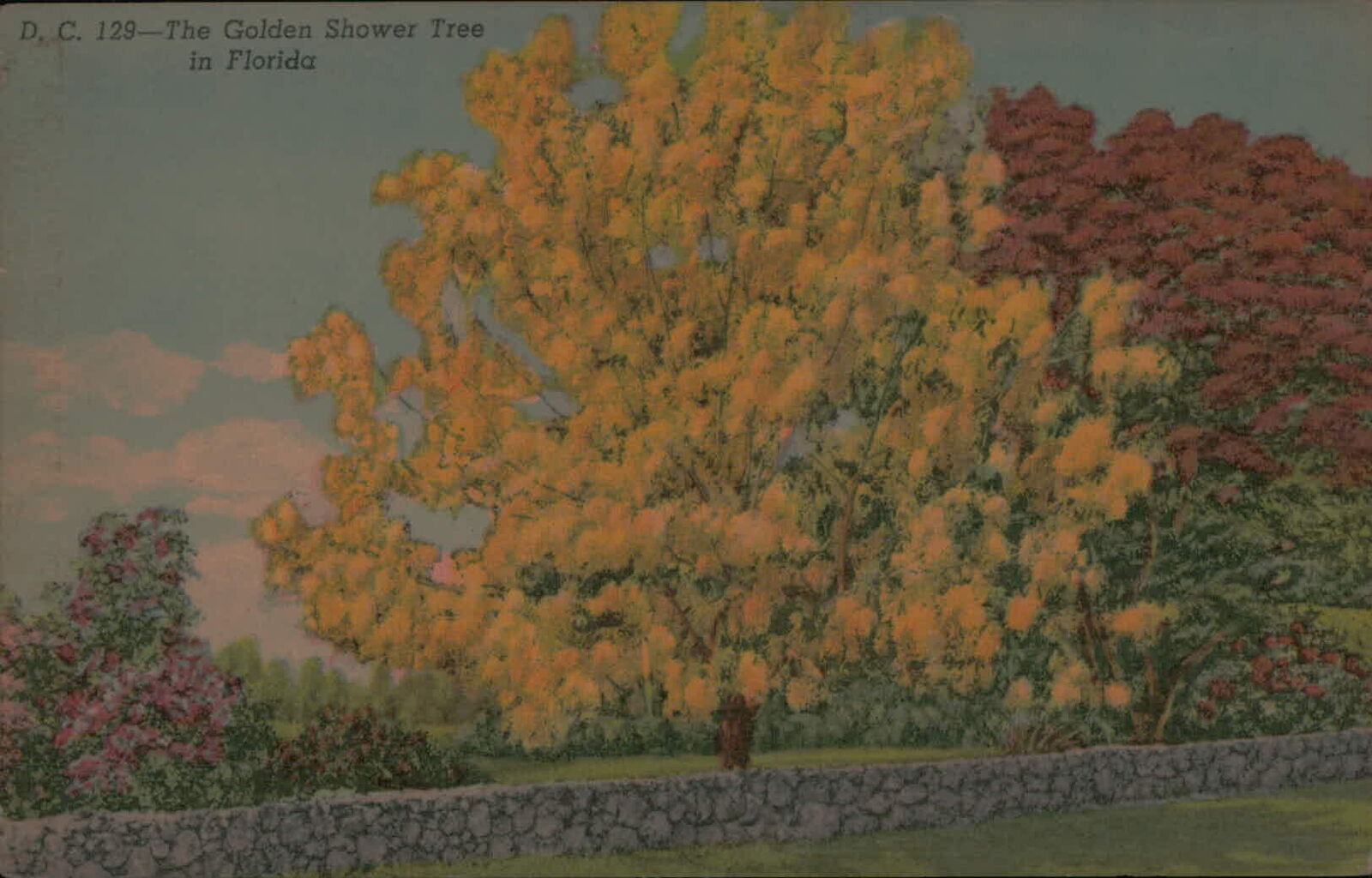 Postcard: D. C. 129-The Golden Shower Tree in Florida