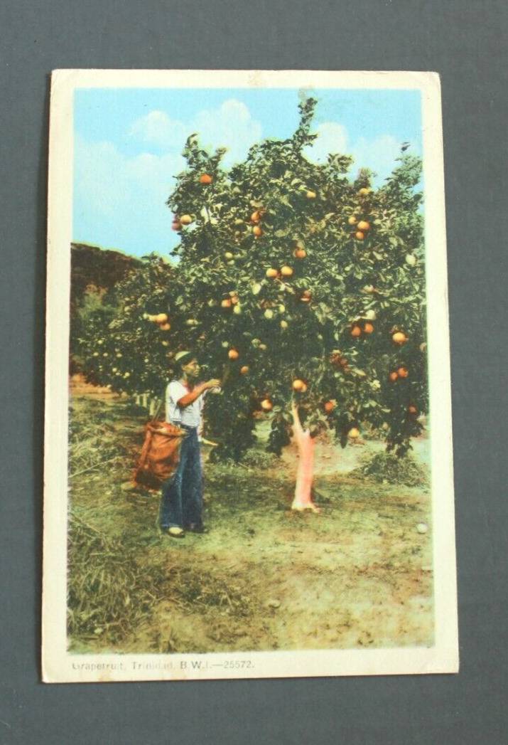 Picking Grapefruit  in Trinidad Postcard 1952
