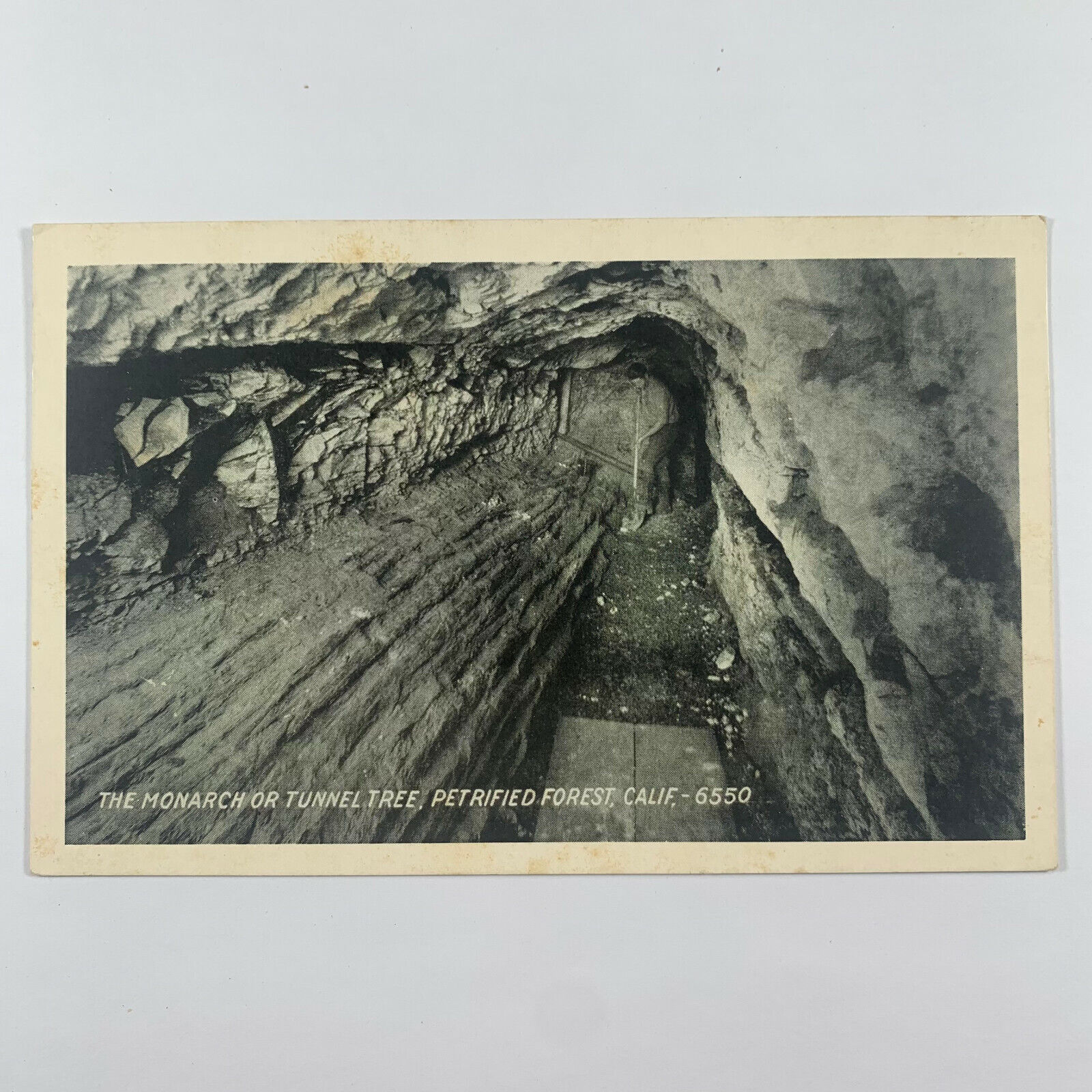 Postcard California Petrified Forest CA Monarch Tunnel Tree 1910s