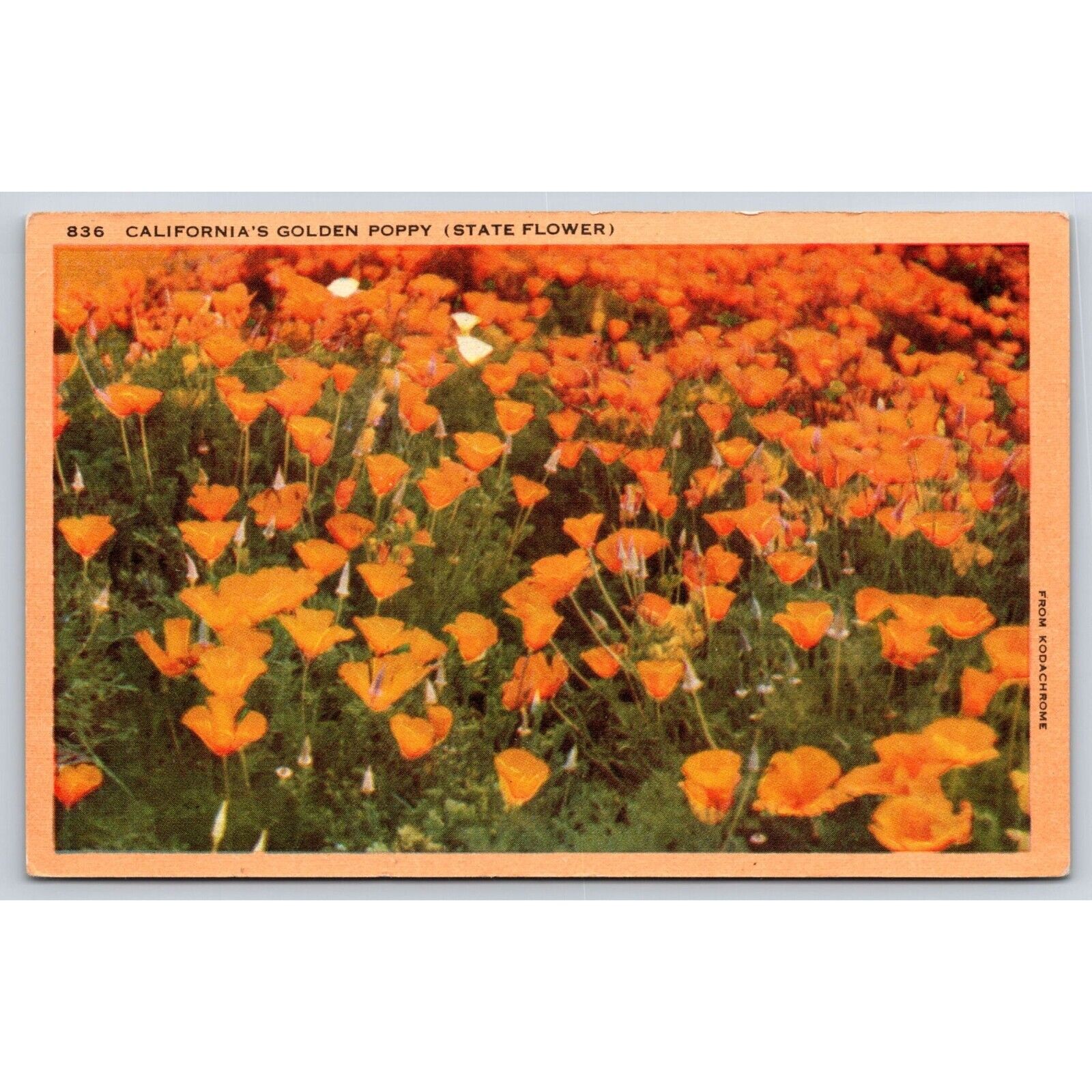 Vintage Postcard California State Flower Golden Poppy Fields Kodachrome