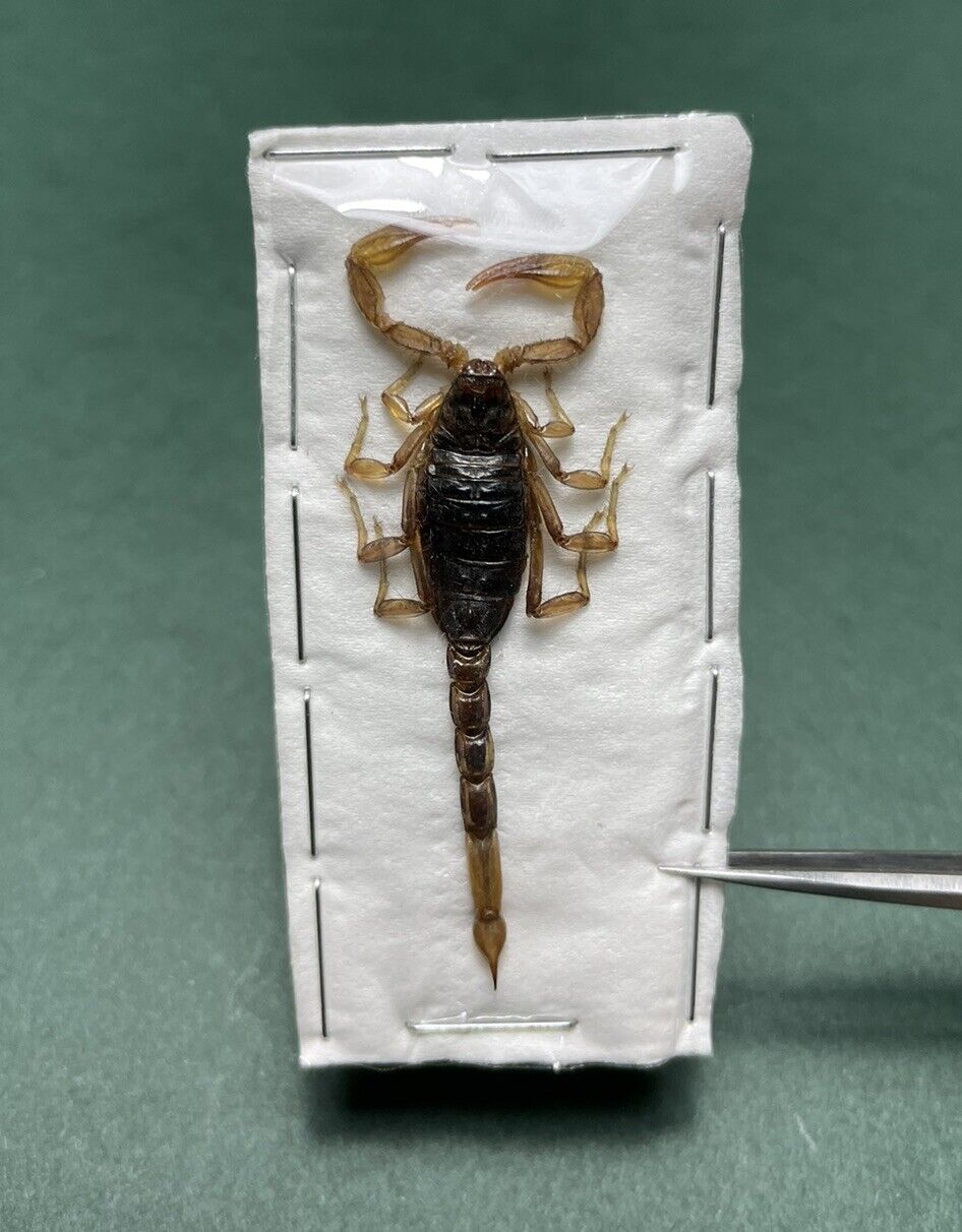Dried Scorpion Specimen 1pc Insect Taxidermy (CA)