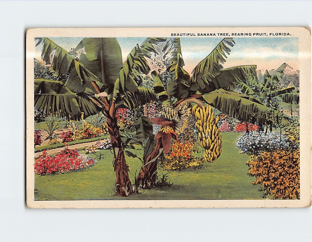 Postcard Beautiful Banana Tree Bearing Fruit Florida USA