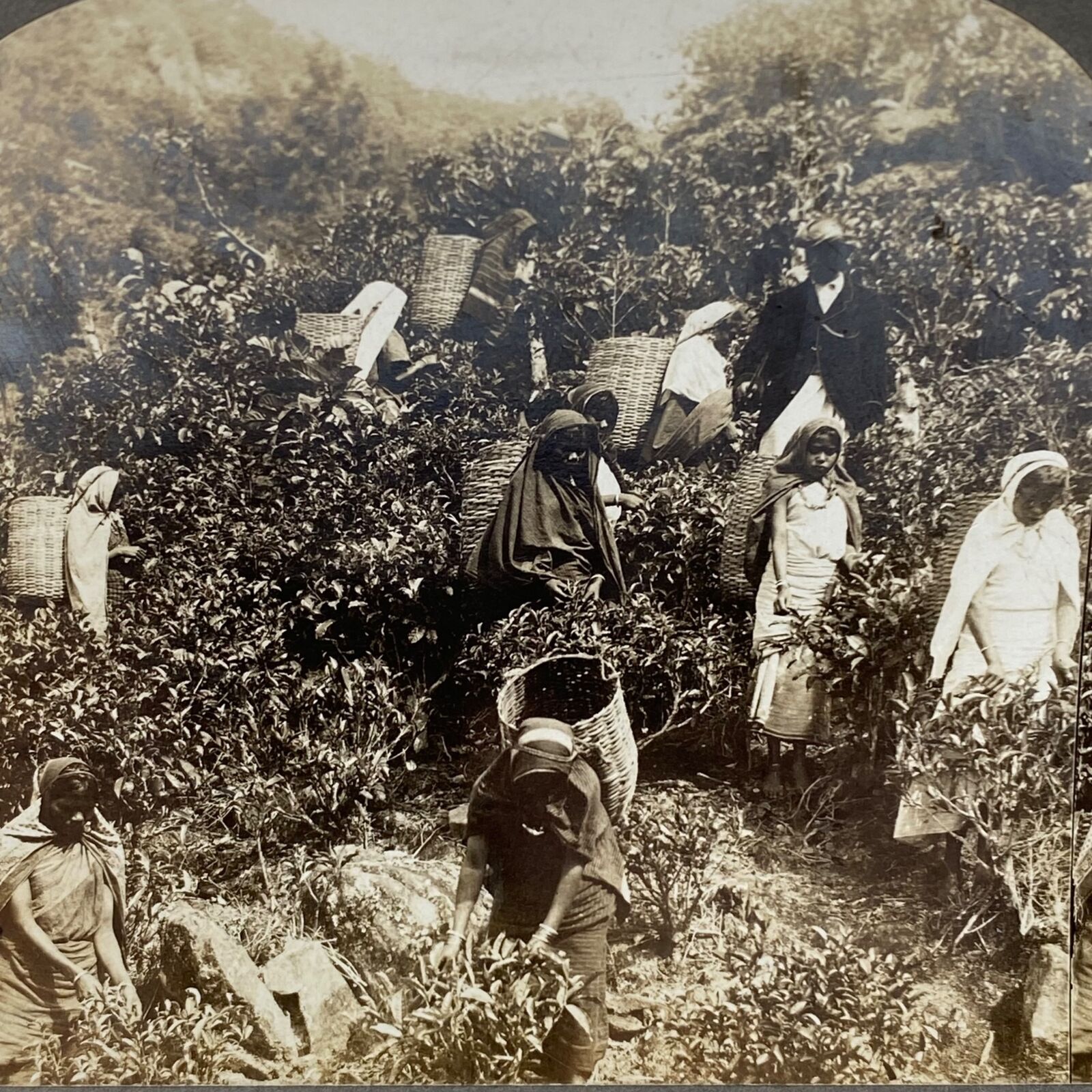 Antique 1901 Stereoview Photo Card Tea Gatherers Galle Ceylon Hill Country