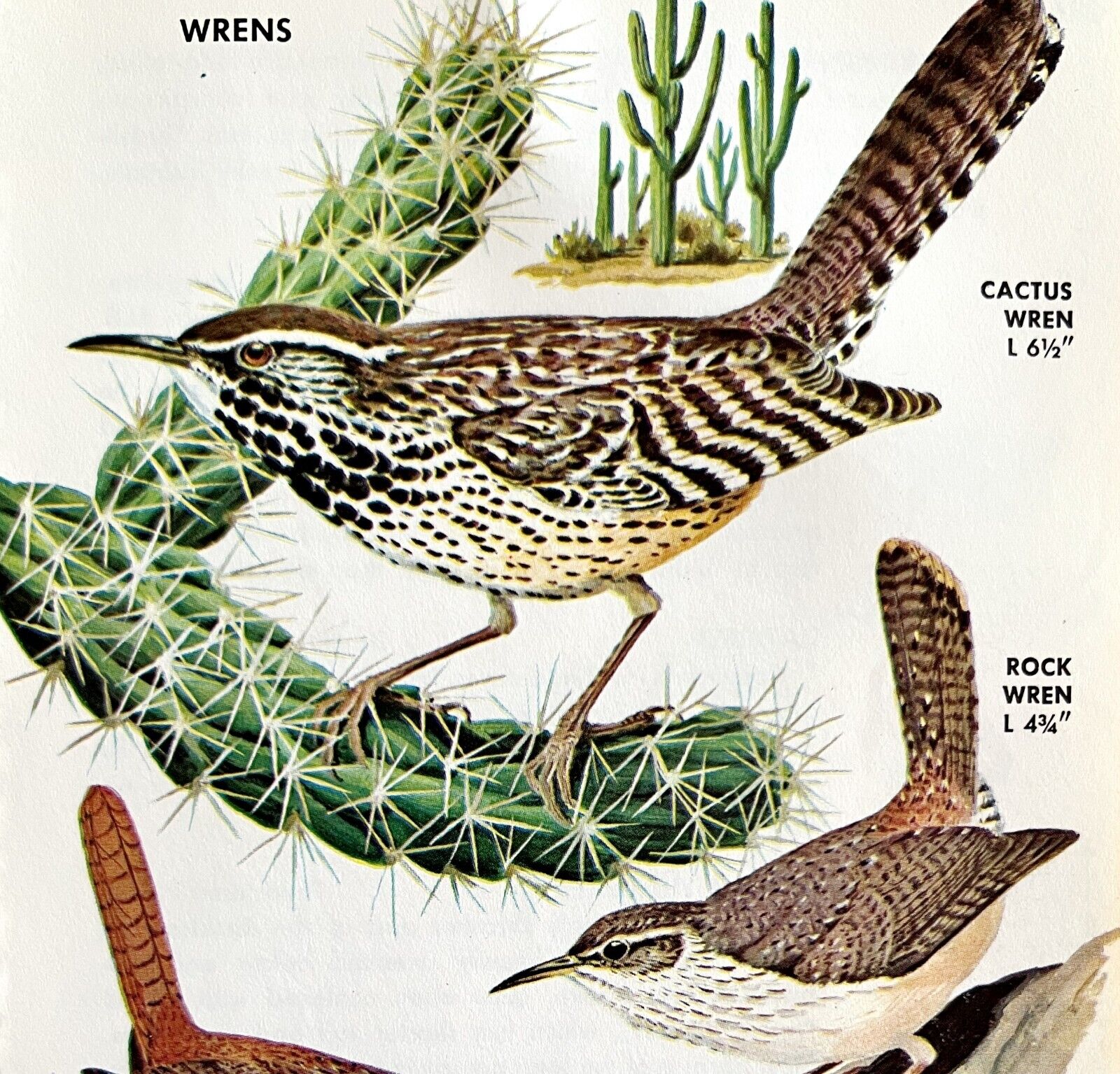 Wrens 5 Different Varieties And Types 1966 Color Bird Art Print Nature #2 ADBN1Q