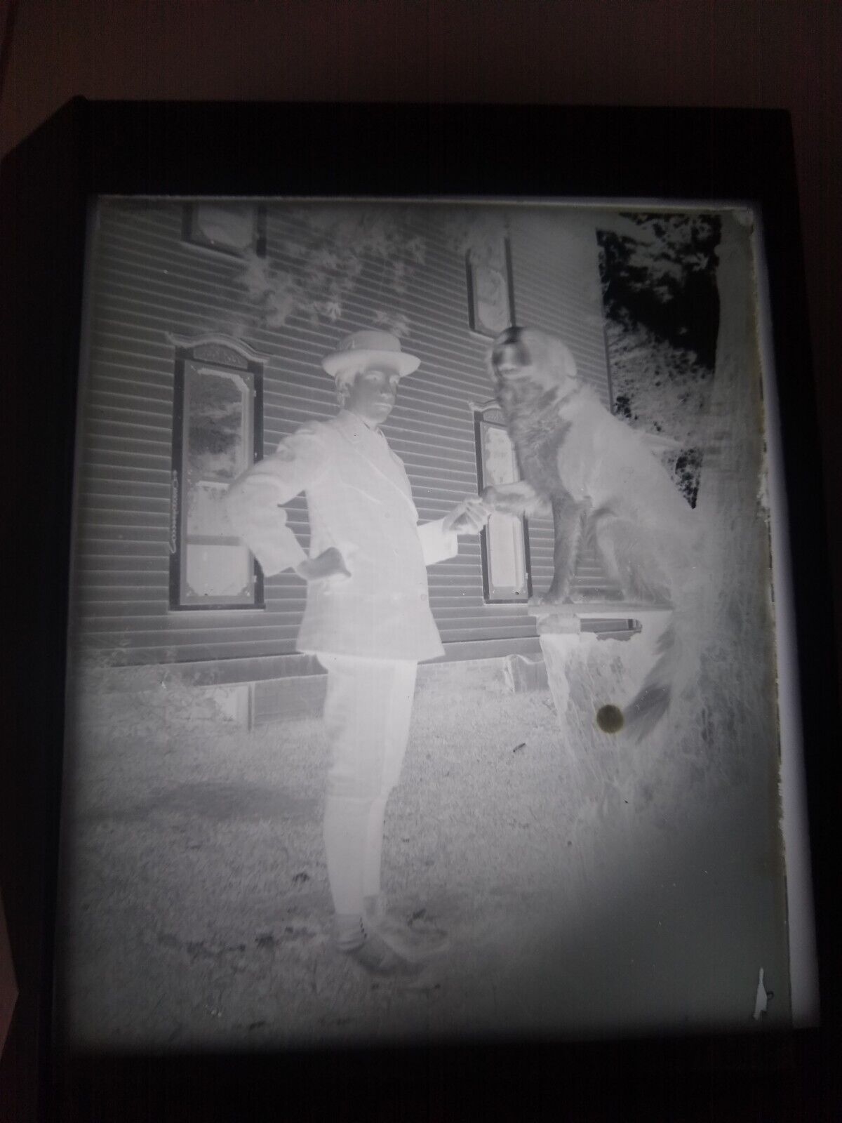Antique glass photo negative Man shaking hands with dog on a stump retriever