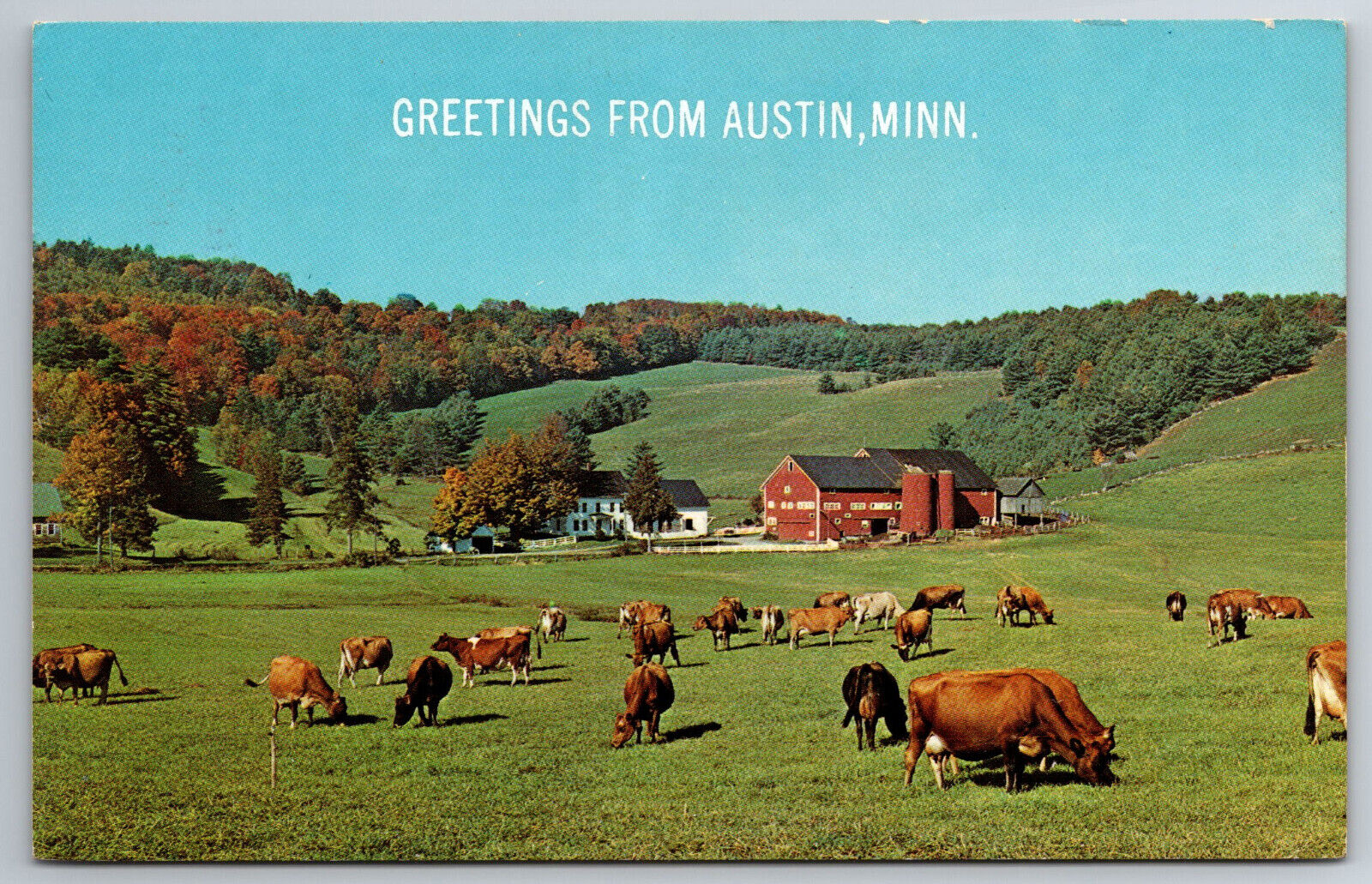 Vintage Postcard MN Austin Greetings Cows in Pasture Farm Chrome
