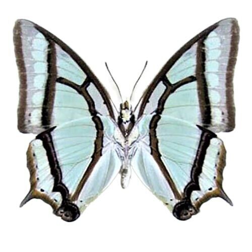 Polyura narcaea ONE REAL BUTTERFLY BLUE GREEN UNMOUNTED WINGS CLOSED CHINA