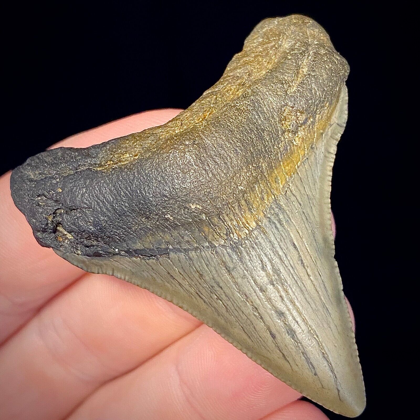 Ancestral Megalodon Shark Tooth (Otodus chubutensis) 2.08