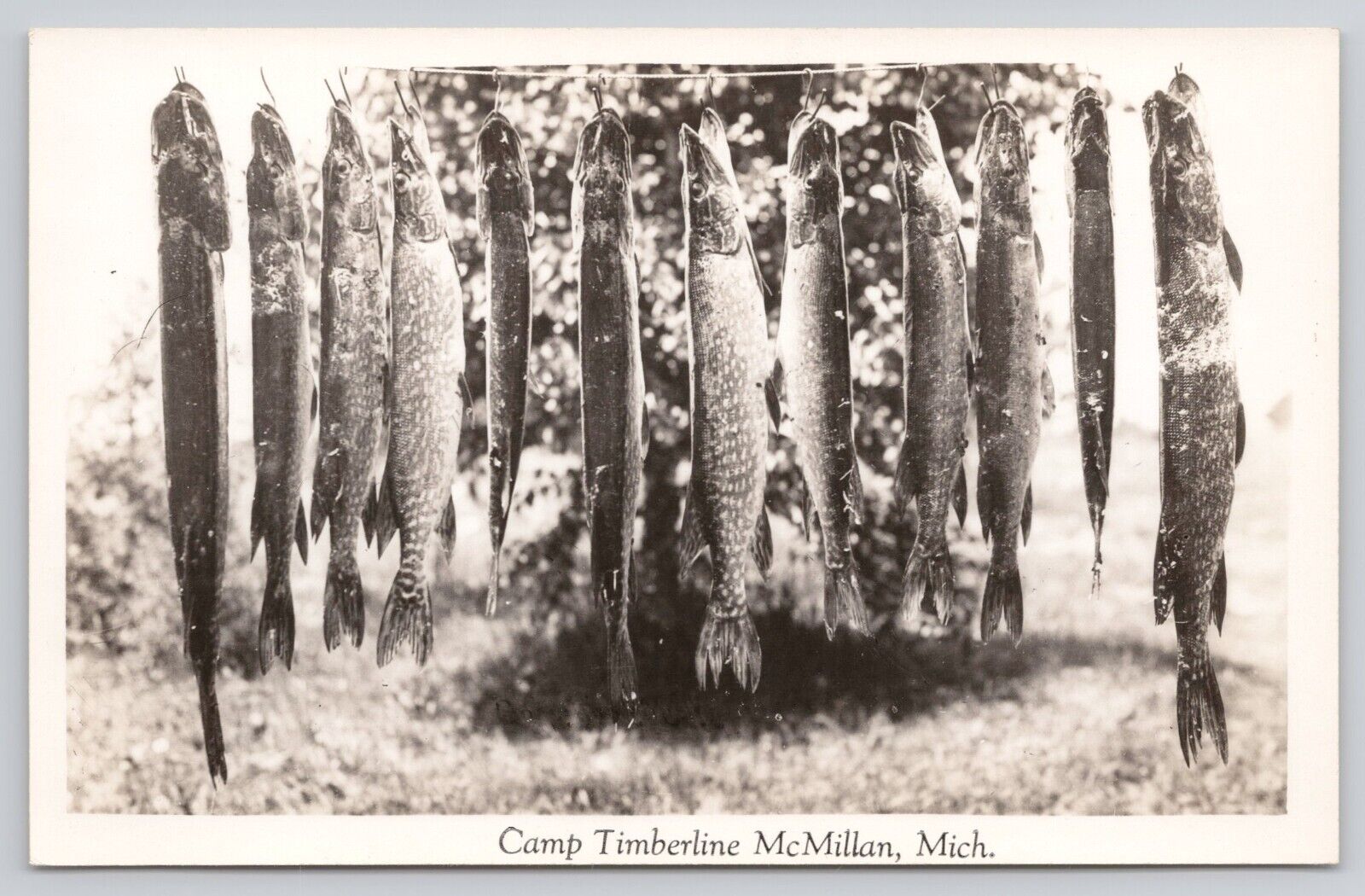 RPPC Camp Timberline Catch of Northern Pike McMillian Michigan MI Postcard