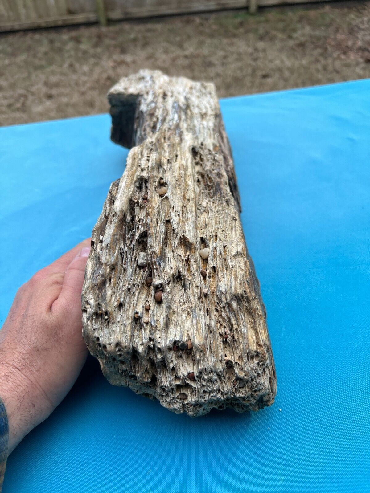 Texas Petrified Fossil Wood Large 21\