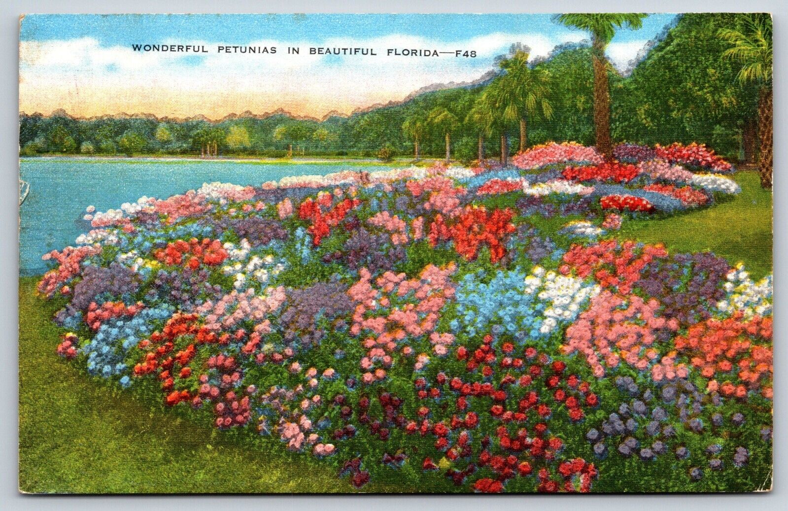 Petunias in Beautiful Florida Vintage Postcard