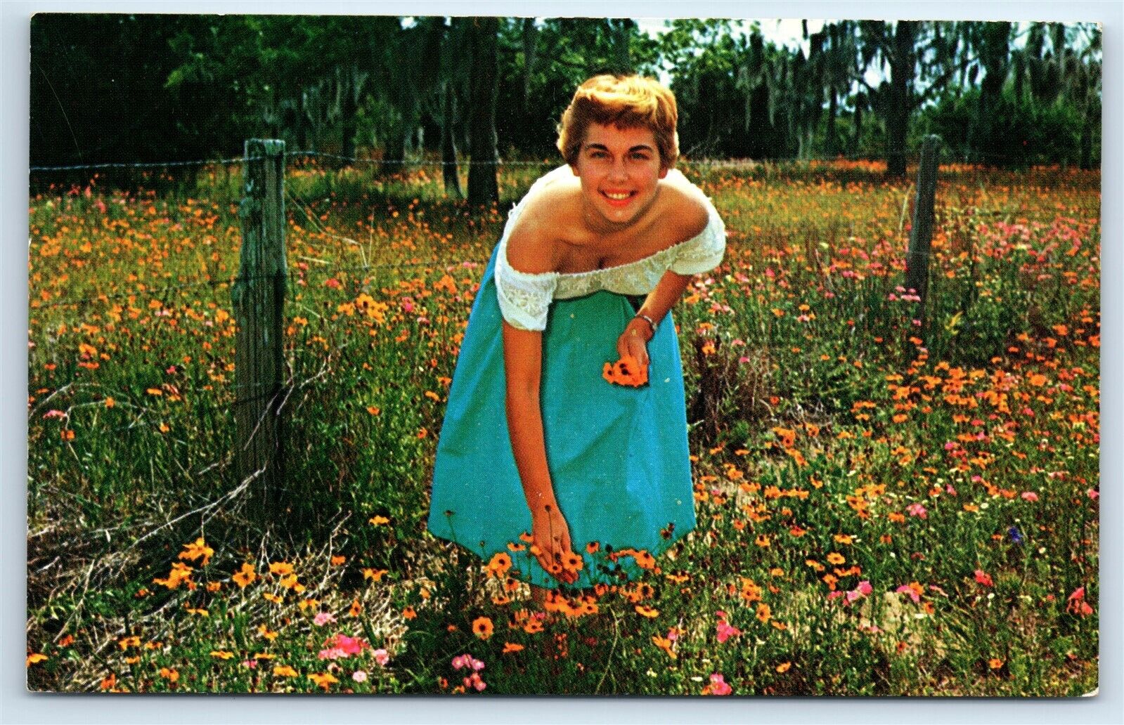 Postcard Florida\'s Black Eyed Susan\'s, wildflower H154