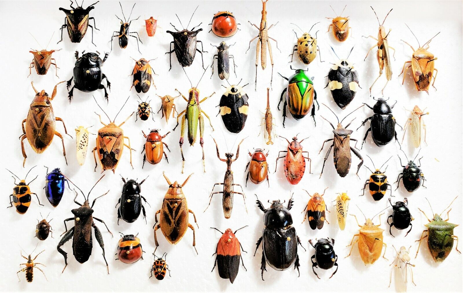 LOT OF 50 pieces mixed lot of assorted beetles bugs insects collection