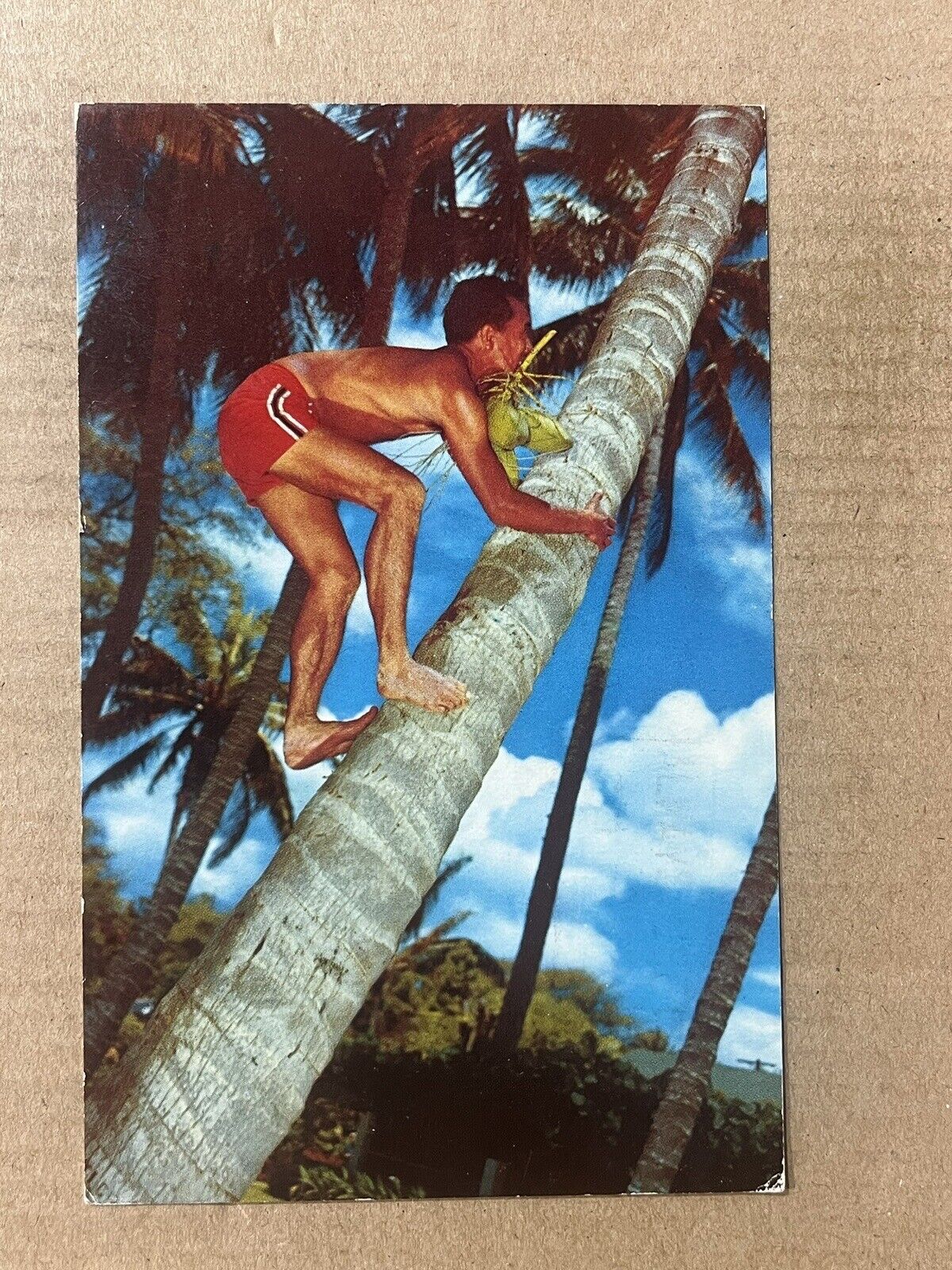 Postcard Hawaii HI Hawaiian Climber Coconut Palm Tree Vintage PC