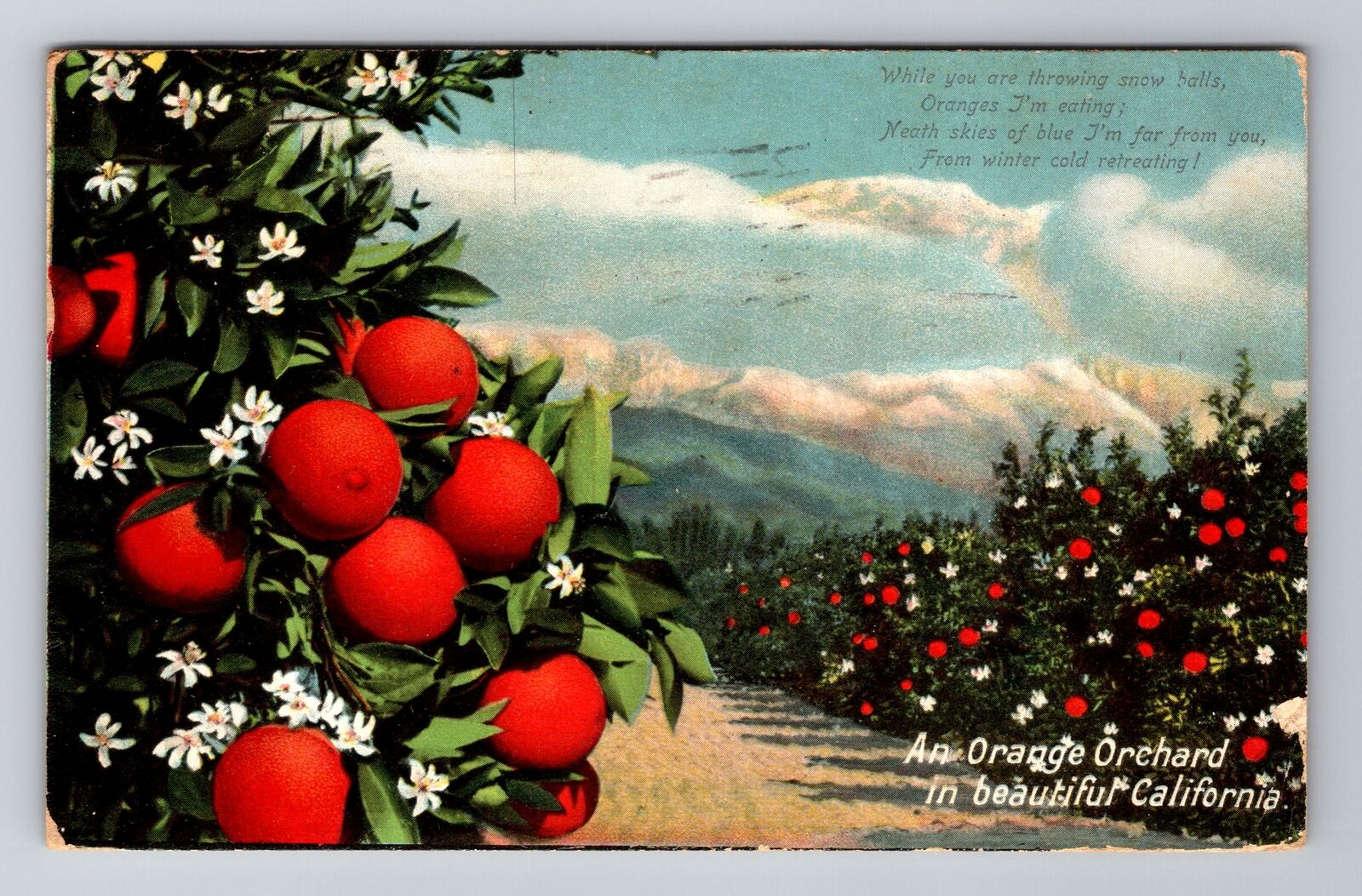 An Orange Orchard In Beautiful California, Antique Vintage c1909 Postcard