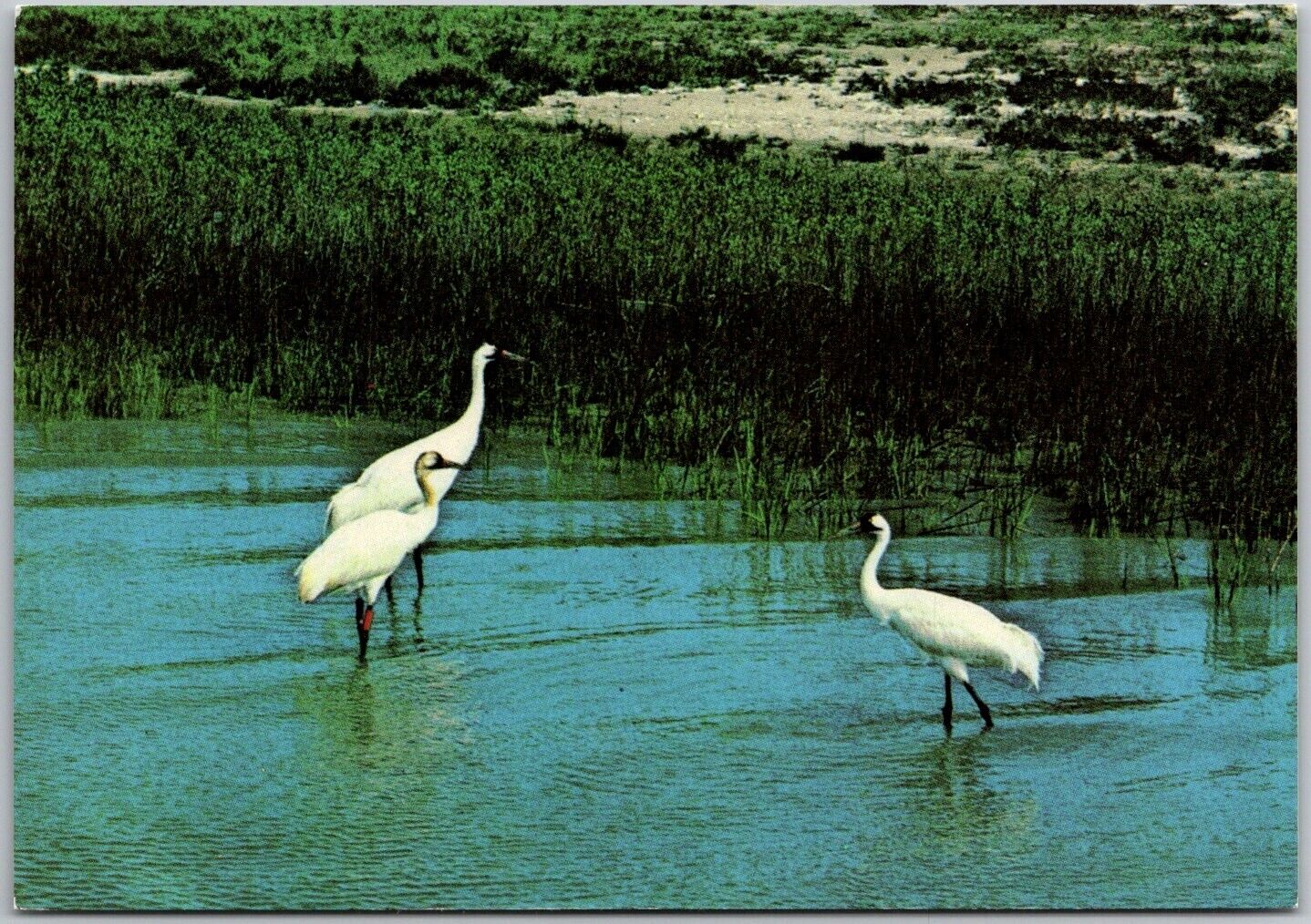 Postcard: Whooping Cranes at Aransas National Wildlife Refuge - Birdwatcher A186