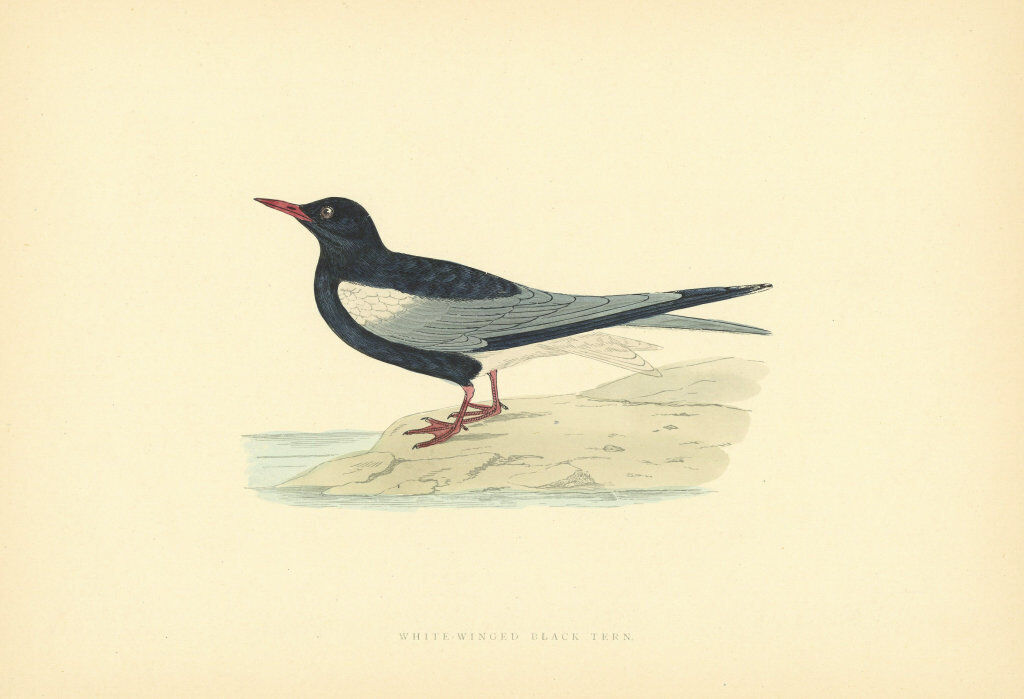 White-Winged Black Tern. Morris\'s British Birds. Antique colour print 1903