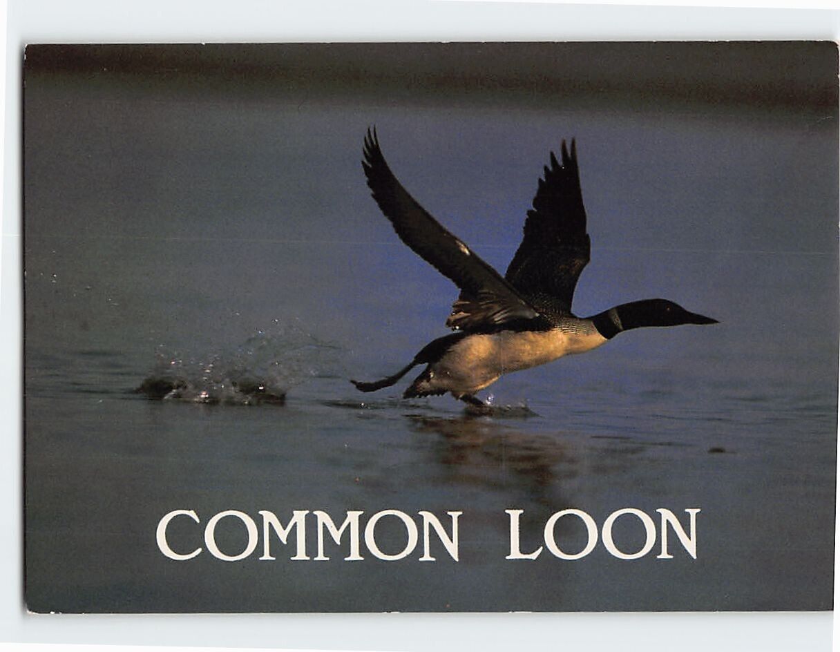Postcard Common Loon