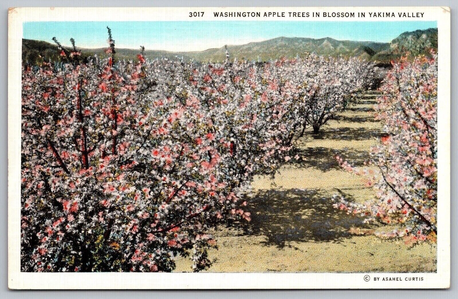 Washington Apple Trees Blossom Yakima Valley WB Postcard UNP VTG Robbins Unused