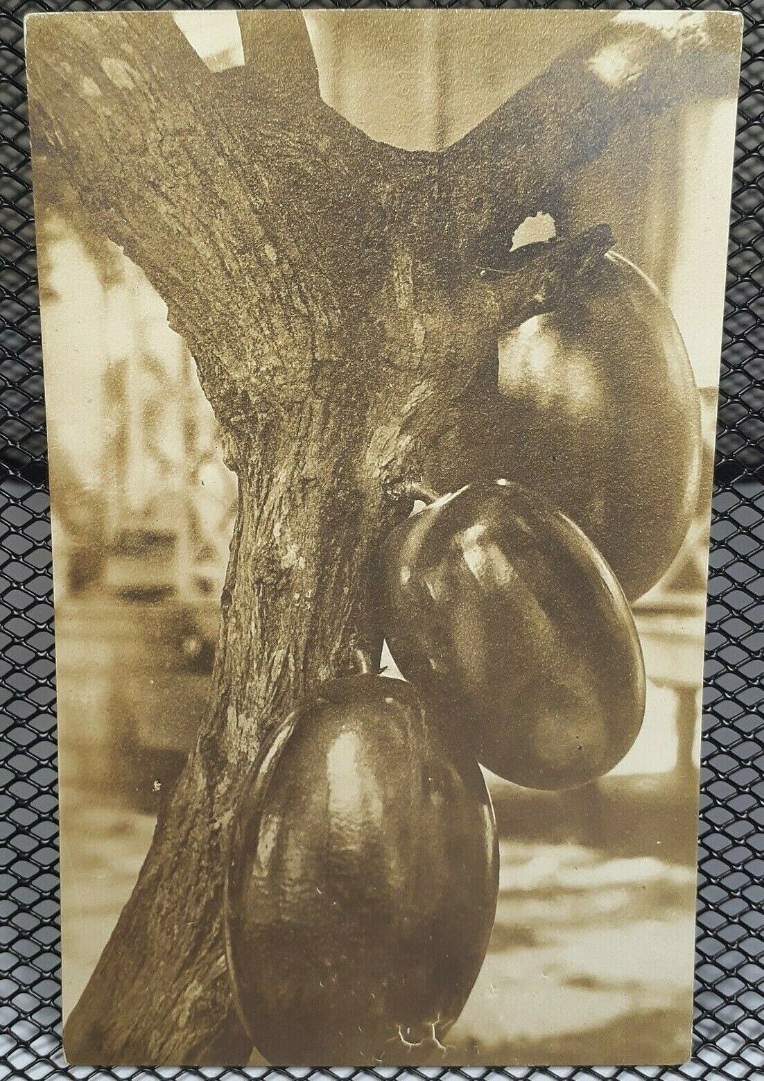 c.1900\'s Artistic Papaya Tree Fruit Close Up Antique RPPC 1910\'s
