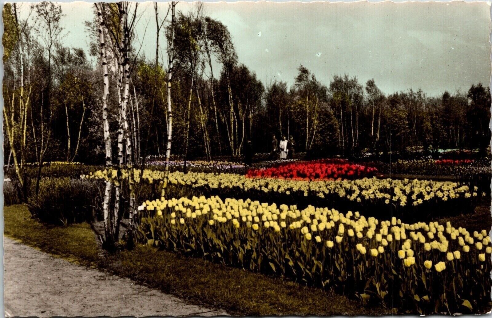 Scenic Flower Gardens Pathway Foliage Blooming Forest DB Postcard