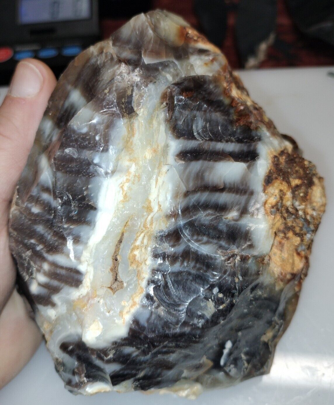 🔥3LB 1oz RARE UV AAA Opalized Petrified Wood Rough From Blue Mountains, OR #600