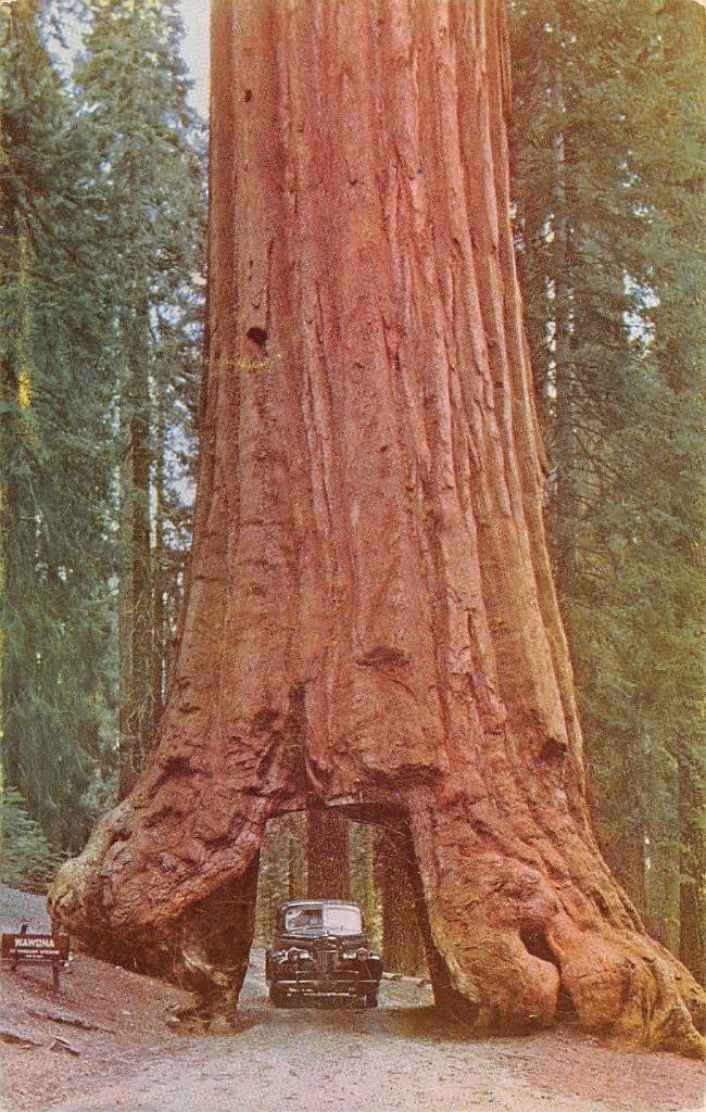 CA, California CAR~DRIVE THROUGH TREE~Wawona Big Trees YOSEMITE c1950\'s Postcard