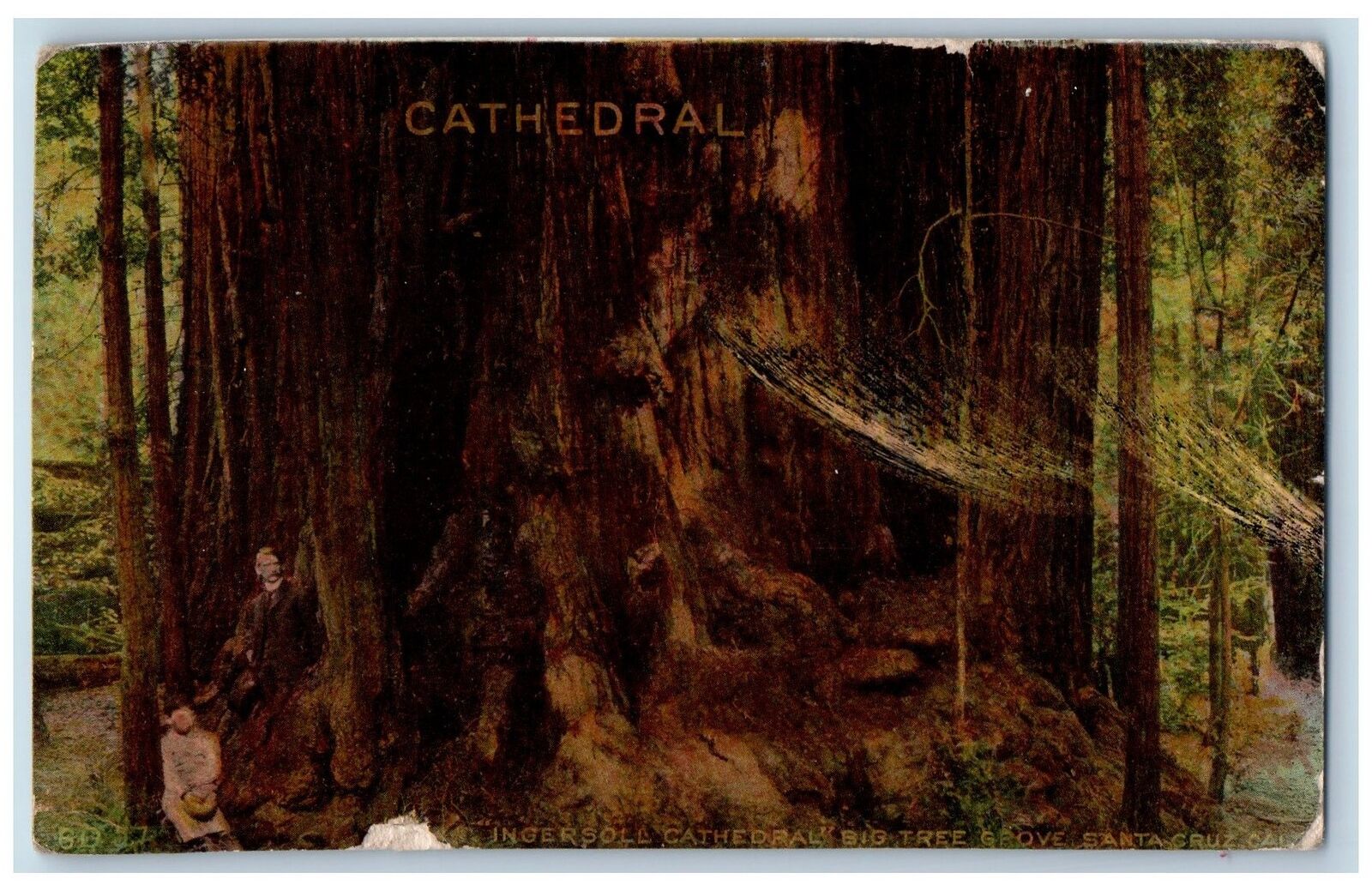 Santa Cruz California CA Postcard Ingersoll Cathedral Big Tree Grove Scene 1911