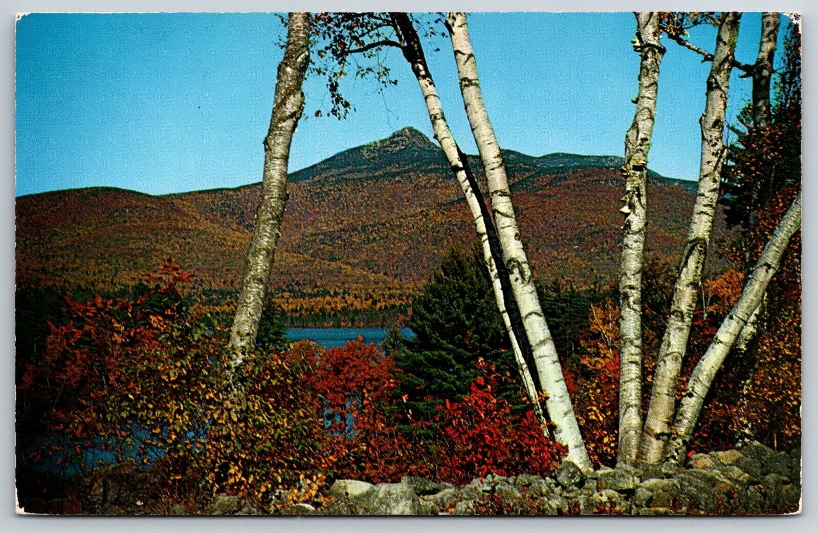 MT Chocorua Birches Brilliant Autumn Foliage Lake Mountains VTG Postcard