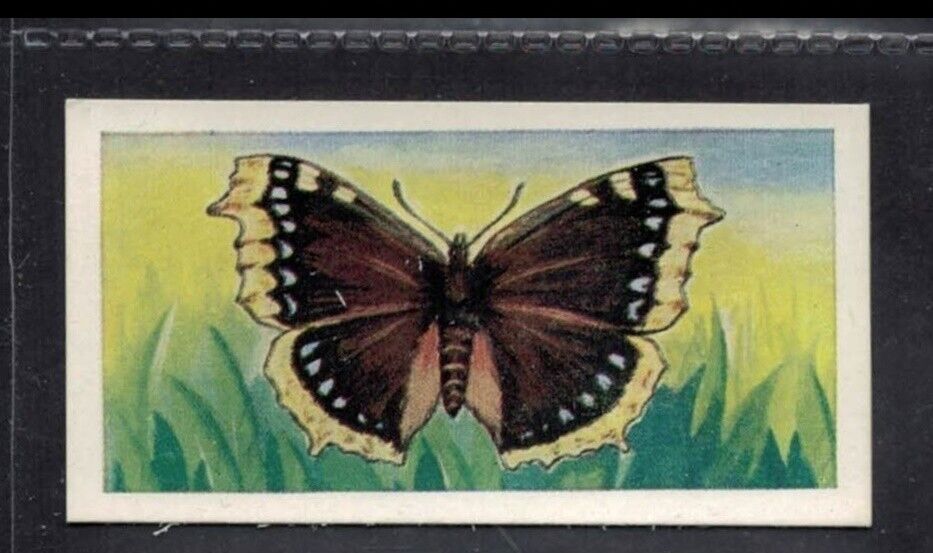 CAMBERWELL BEAUTY - 60 + year old English Trade Card # 9