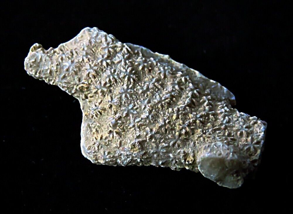 Bryozoan- Constellaria florida- Ordovician- Cincinnati, Ohio