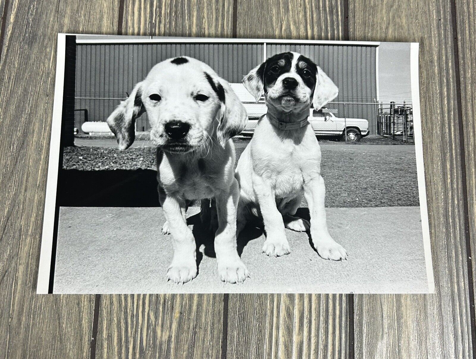 Vintage February 1985 2 Dog Puppies Outside Photograph 10” x 7”