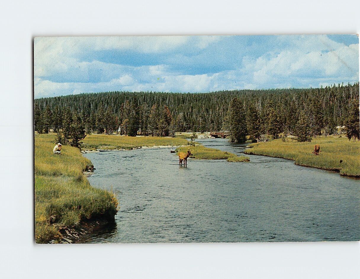 Postcard Elk Crossing the Fire Hole River Yellowstone National Park Wyoming USA