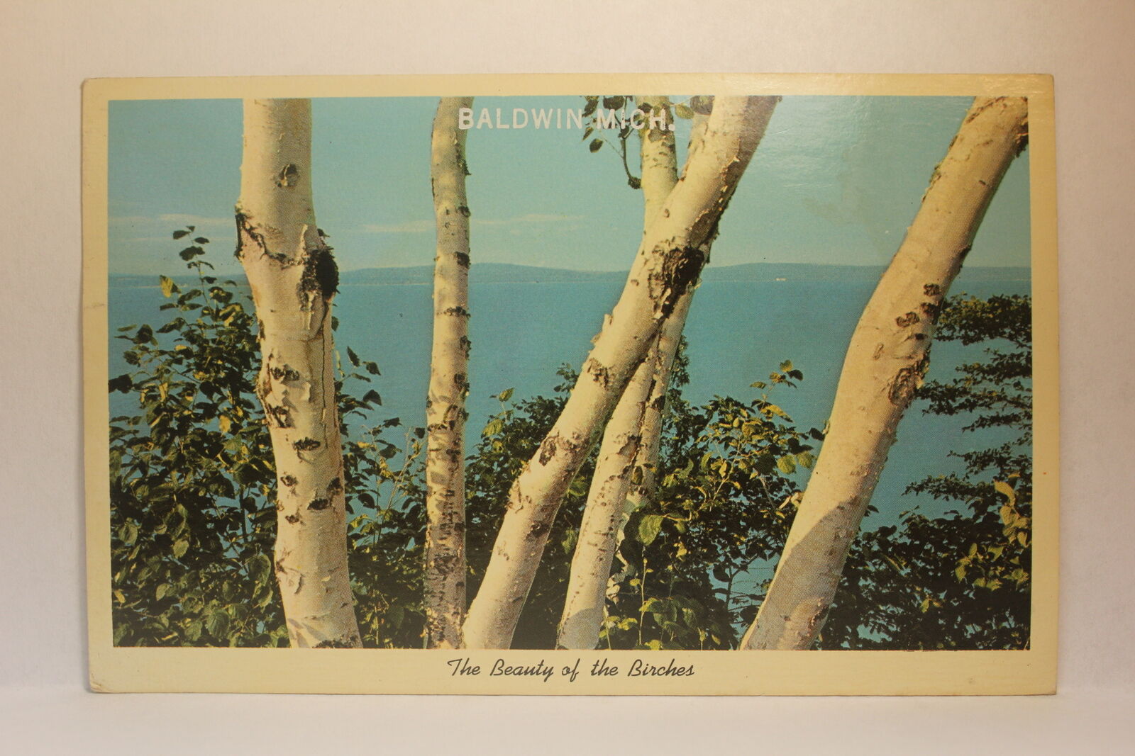 Postcard The Beauty Of The Birches Baldwin MI V21