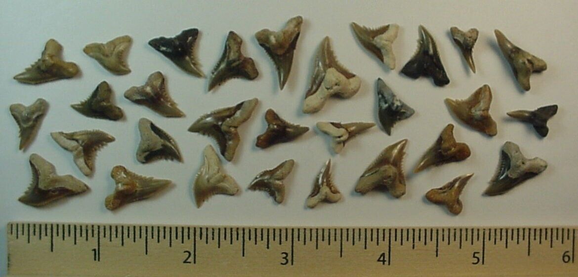 30 - Fossilized Hemipristis Shark Teeth from North Florida