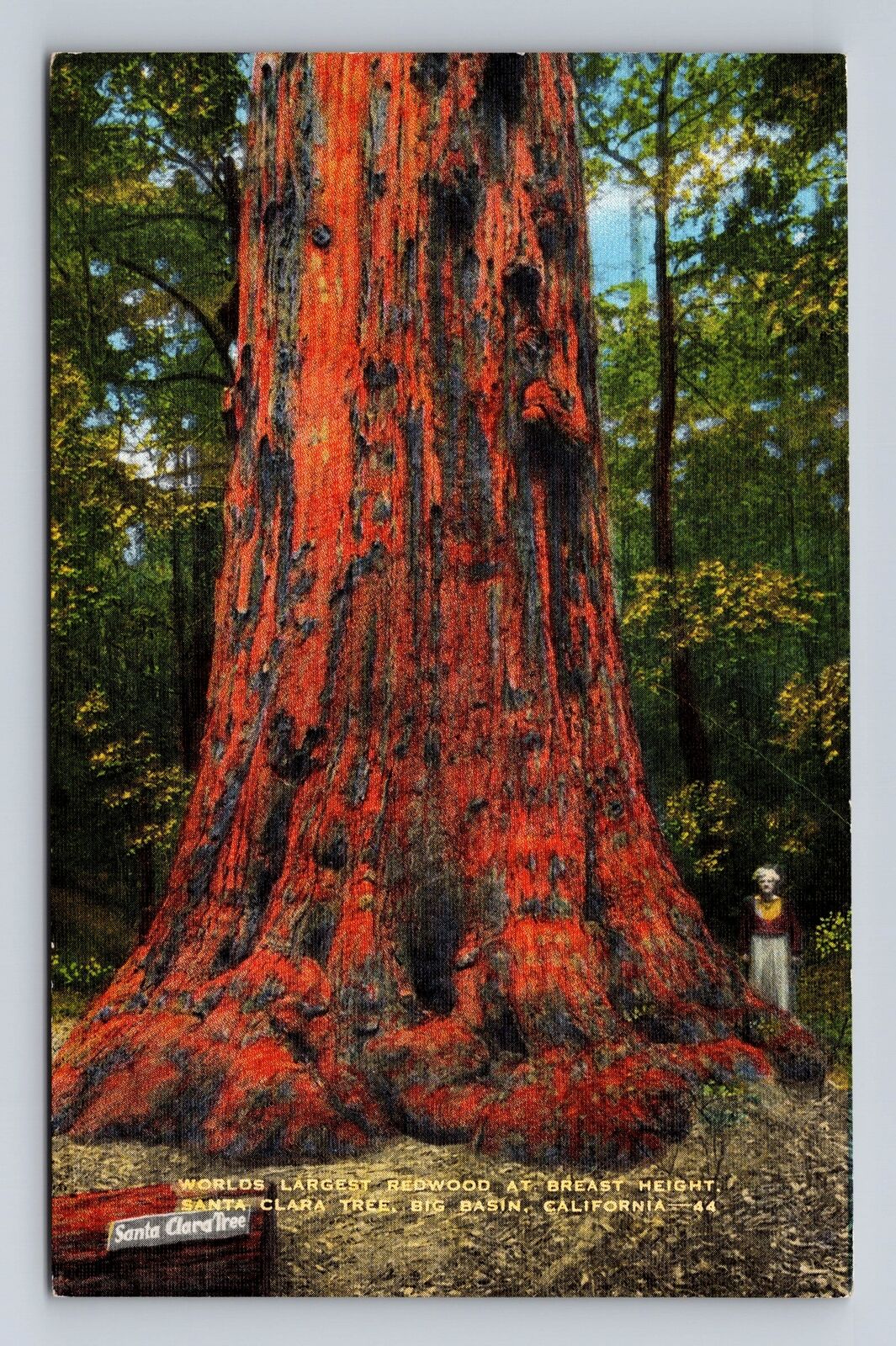 Big Basin CA-California Santa Clara Tree Worlds Largest Redwood Vintage Postcard