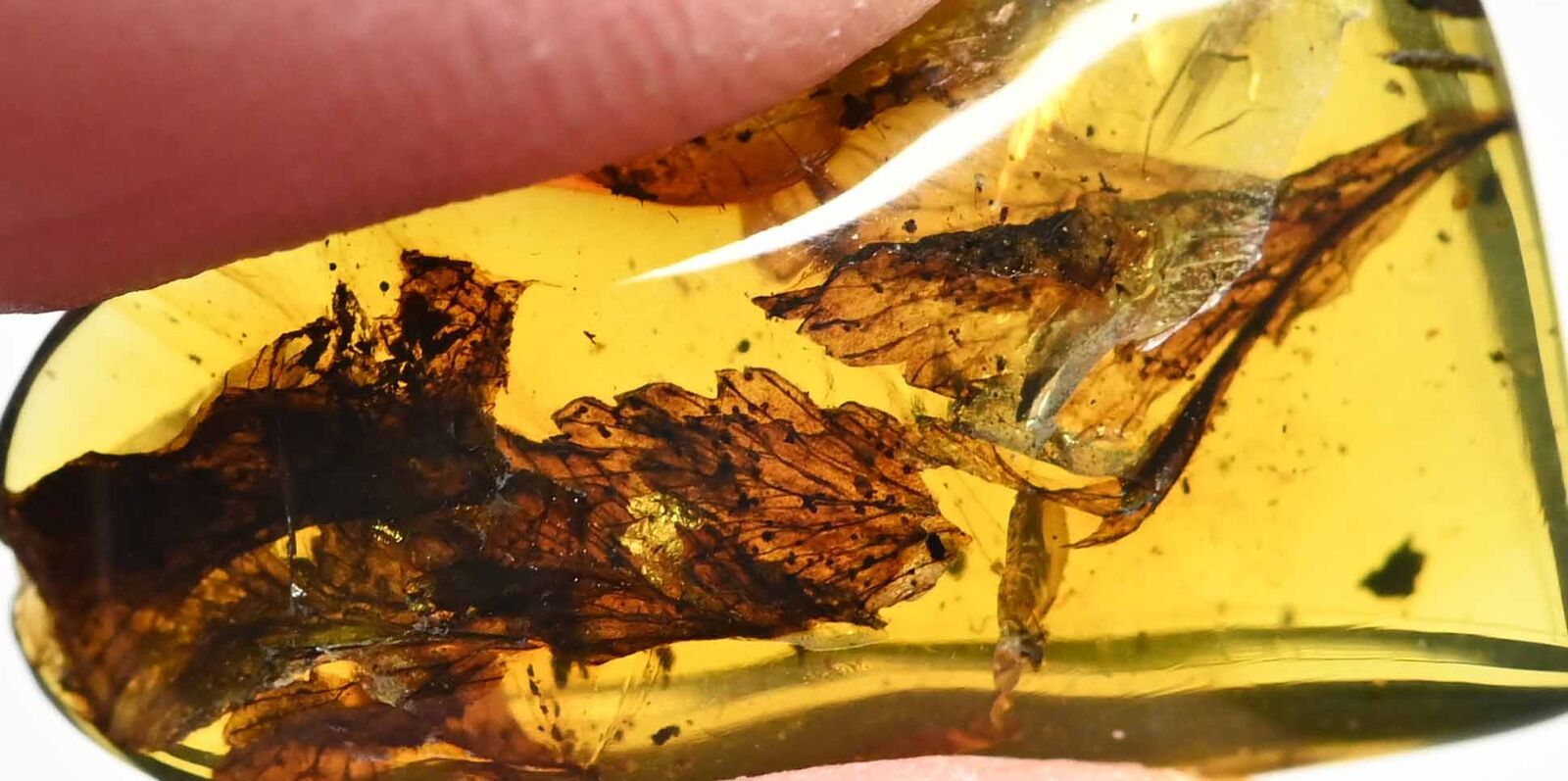 Nice Botanical Leaf, Fossil inclusion in Burmese Amber