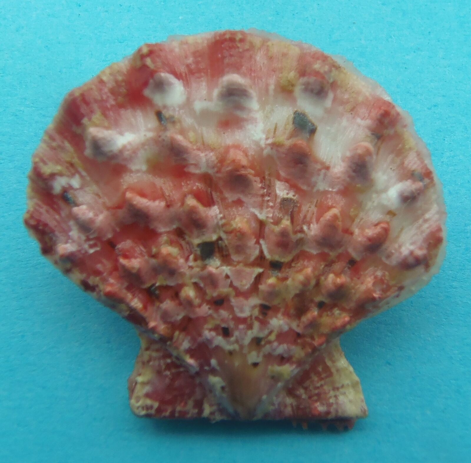 Seashell Scallop Mirapecten moluccensis