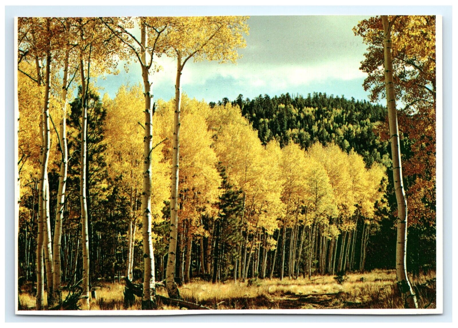 Golden Aspen Trees Postcard