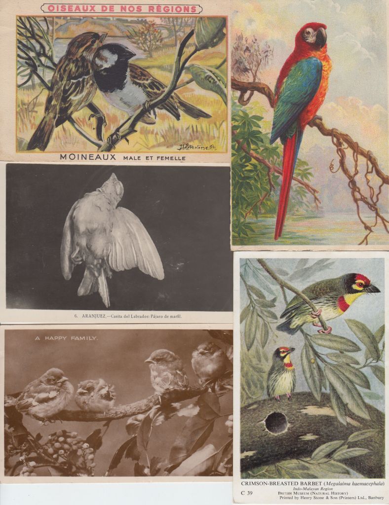 BIRDS OISEAUX 211 Vintage ANIMALS Postcards Mostly pre-1940 (L3621)