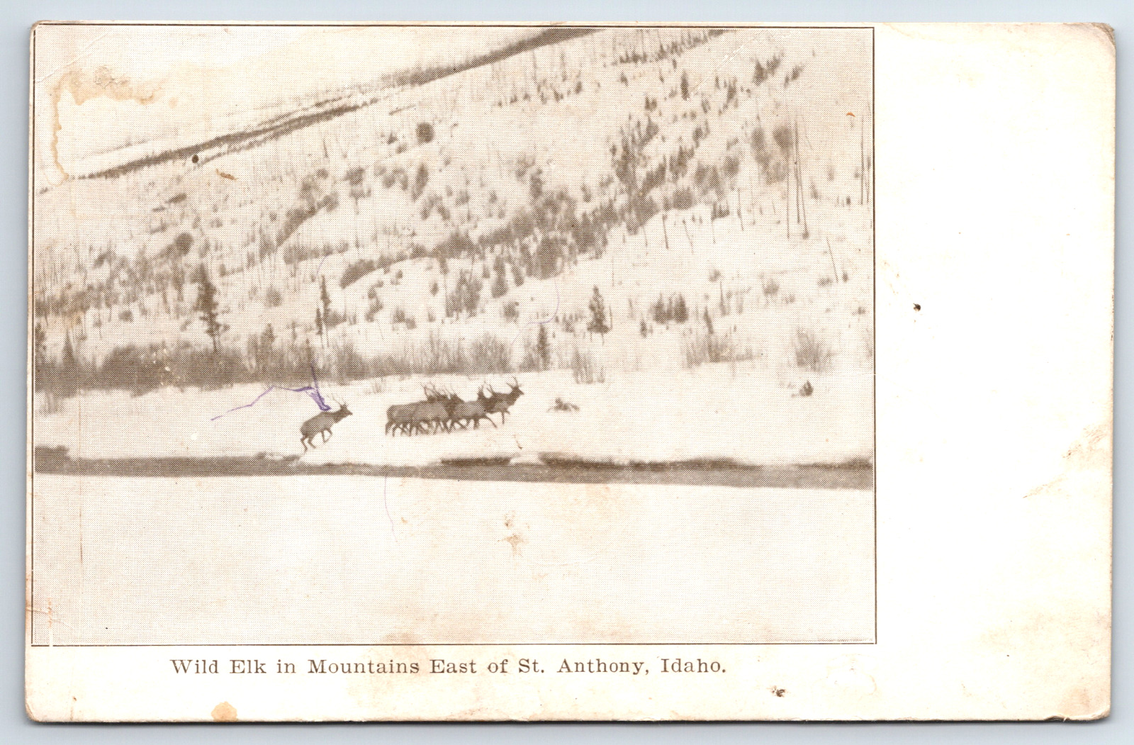 Wild Elk in Mountains East of St. Anthony Idaho Vintage Postcard Id