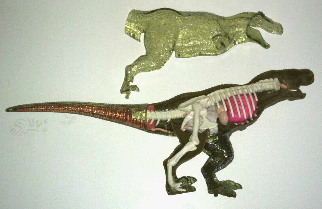 T-Rex Dinosaur Skeleton Guts Organs Model Puzzle Biology Educational Toy 15x7