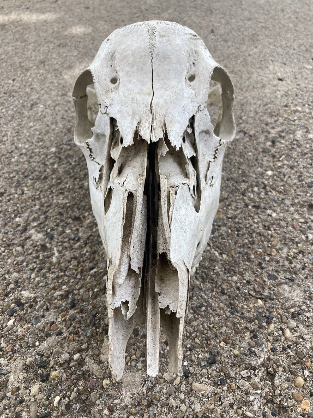 Wild Female White-Tailed Deer Doe Skull Unique Gift Natural Art Western Decor