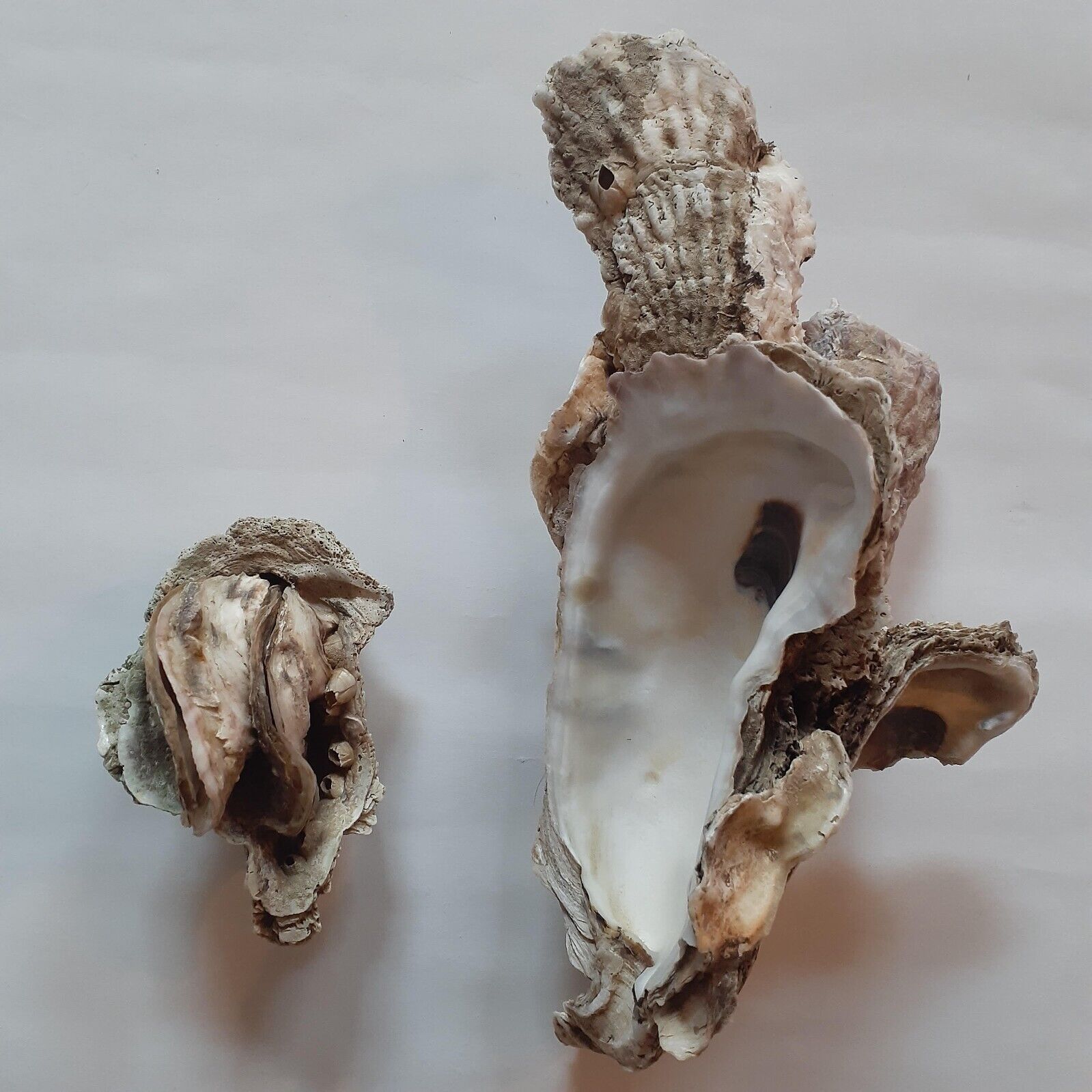 AWESOME NATUEAL FOSSILS SEA SHELL ROCK WITH OYSTERS SET OF TWO -  .