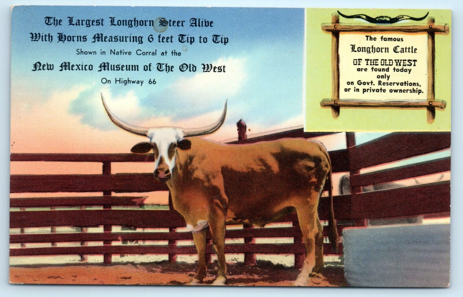 POSTCARD Largest Longhorn Steer Alive New Mexico Museum of the Old West