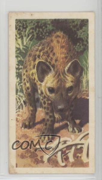 1962 Brooke Bond African Wild Life Tea Spotted Hyena #26 0y5