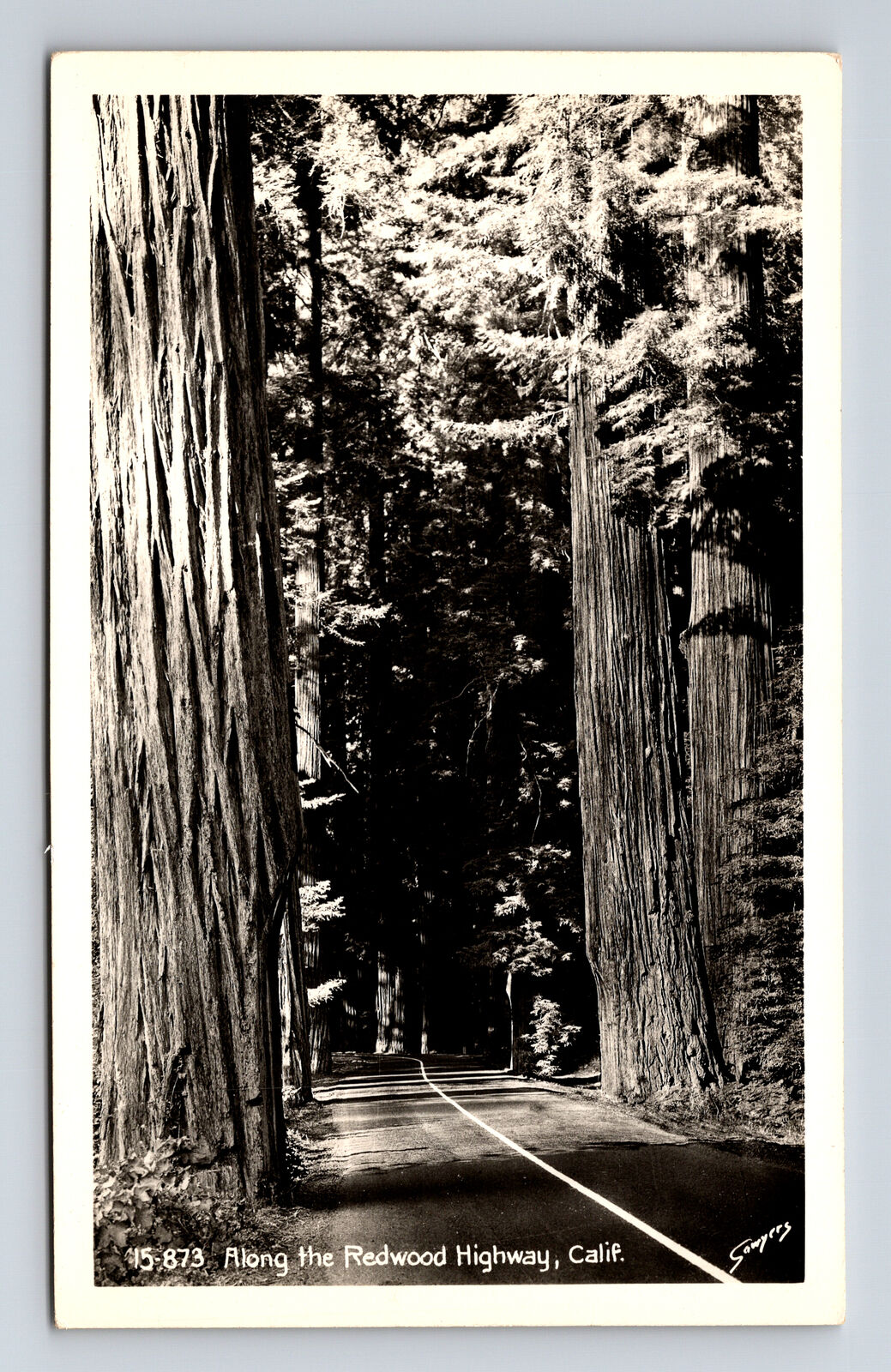 RPPC Along the Giant Redwood Highway CA Sawyers Photo Studio Postcard