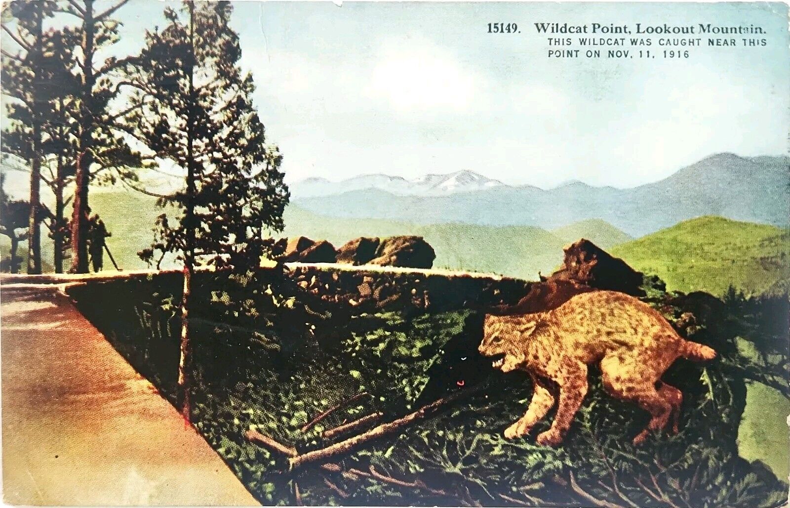Wildcat Point Lookout Mountain Cats Caught on Point Tennessee TN Postcard
