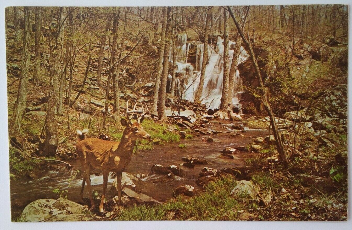 Illinois Postcard Mid 1900s Rare Shawnee Forest Whitetail Deer Waterfall 